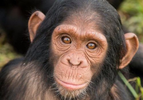 2 Days Chimpanzee Tracking in Kibale National Park