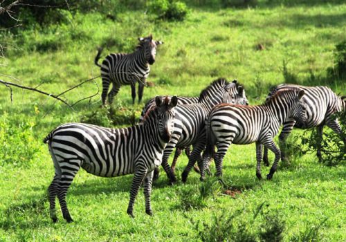 3 Days Lake Mburo National Park Safari