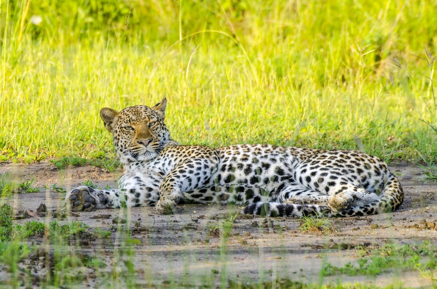 leopards in QENP