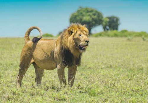 8 Days Best of Uganda Wildlife Safari