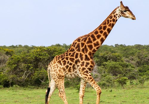 giraffe giraffe