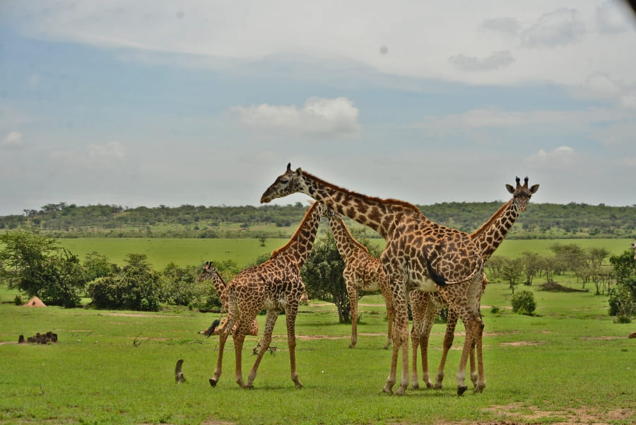 giraffe-family-in-masai-mara